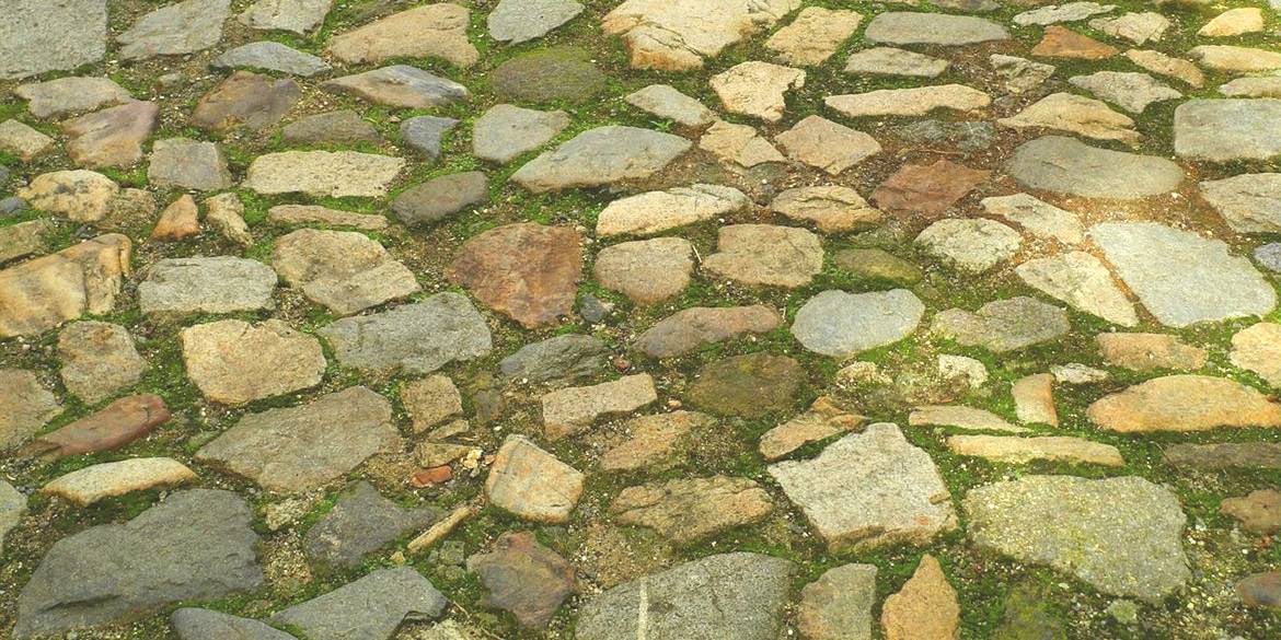 algen en korstmossen oprit